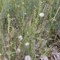 Microtis sp. (Onion Orchid) at Mount Majura - 14 Dec 2021 by waltraud