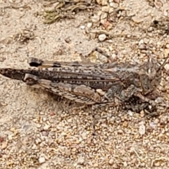 Acrididae sp. (family) (Unidentified Grasshopper) at Piney Ridge - 15 Dec 2021 by tpreston