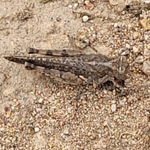 Acrididae sp. (family) at Molonglo Valley, ACT - 15 Dec 2021 03:46 PM