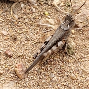 Pycnostictus seriatus at Molonglo Valley, ACT - 15 Dec 2021