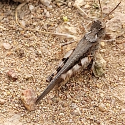 Pycnostictus seriatus (Common Bandwing) at Molonglo Valley, ACT - 15 Dec 2021 by trevorpreston