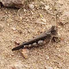 Pycnostictus seriatus at Molonglo Valley, ACT - 15 Dec 2021