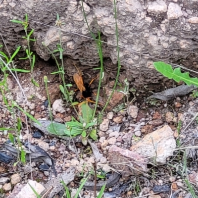 Cryptocheilus sp. (genus) (Spider wasp) at Piney Ridge - 15 Dec 2021 by tpreston