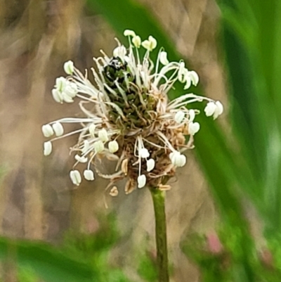 Plantago lanceolata (Ribwort Plantain, Lamb's Tongues) at Molonglo Valley, ACT - 15 Dec 2021 by trevorpreston