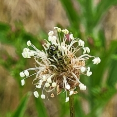 Plantago lanceolata at Molonglo Valley, ACT - 15 Dec 2021 03:39 PM