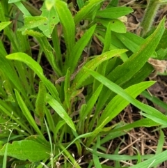 Plantago lanceolata at Molonglo Valley, ACT - 15 Dec 2021