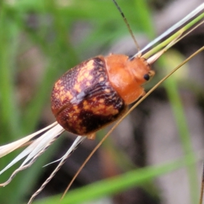 Paropsis aspera (Eucalyptus Tortoise Beetle) at Piney Ridge - 15 Dec 2021 by tpreston