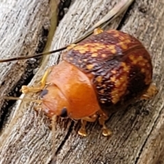 Paropsis aspera at Stromlo, ACT - 15 Dec 2021 03:36 PM