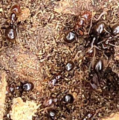 Papyrius sp. (genus) (A Coconut Ant) at Stromlo, ACT - 15 Dec 2021 by trevorpreston
