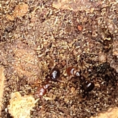 Papyrius sp. (genus) at Stromlo, ACT - suppressed