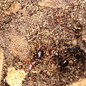 Papyrius sp. (genus) at Stromlo, ACT - suppressed