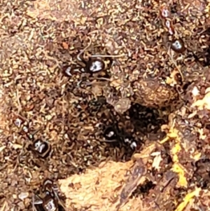 Papyrius sp. (genus) at Stromlo, ACT - 15 Dec 2021