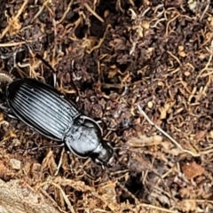 Pterostichini (tribe) (A Carabid beetle) at Block 402 - 15 Dec 2021 by trevorpreston