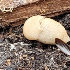 Deroceras laeve (Marsh Slug) at Stromlo, ACT - 15 Dec 2021 by tpreston