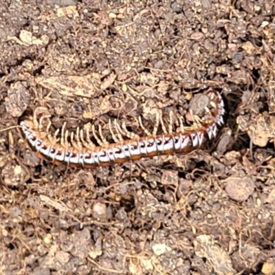 Diplopoda (class) (Unidentified millipede) at Stromlo, ACT - 15 Dec 2021 by trevorpreston