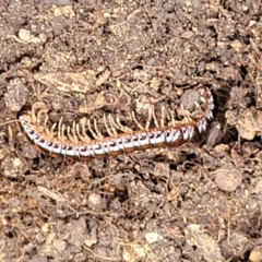Diplopoda (class) (Unidentified millipede) at Piney Ridge - 15 Dec 2021 by tpreston