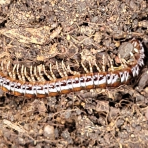 Diplopoda (class) at Stromlo, ACT - 15 Dec 2021