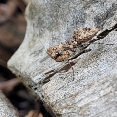 Paraoxypilus tasmaniensis (Black bark mantis or Boxing mantis) at Block 402 - 15 Dec 2021 by trevorpreston