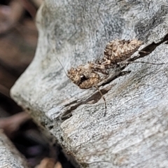 Paraoxypilus tasmaniensis (Black bark mantis or Boxing mantis) at Stromlo, ACT - 15 Dec 2021 by trevorpreston