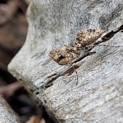 Paraoxypilus tasmaniensis (Black bark mantis or Boxing mantis) at Piney Ridge - 15 Dec 2021 by tpreston