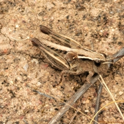 Phaulacridium vittatum (Wingless Grasshopper) at Block 402 - 15 Dec 2021 by trevorpreston