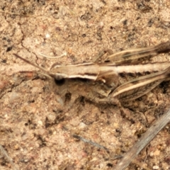 Phaulacridium vittatum at Stromlo, ACT - 15 Dec 2021 03:16 PM