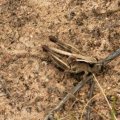 Phaulacridium vittatum at Stromlo, ACT - 15 Dec 2021