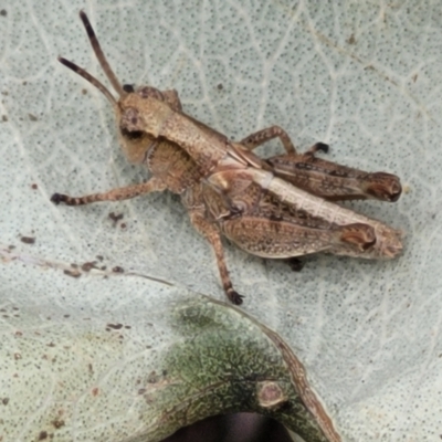 Phaulacridium vittatum (Wingless Grasshopper) at Block 402 - 15 Dec 2021 by trevorpreston