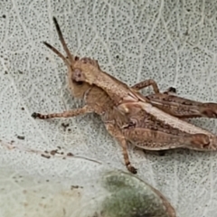 Phaulacridium vittatum at Stromlo, ACT - 15 Dec 2021