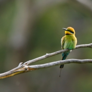 Merops ornatus at Burra, NSW - 23 Nov 2021 04:15 PM