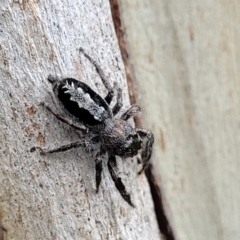 Sandalodes superbus (Ludicra Jumping Spider) at Stromlo, ACT - 15 Dec 2021 by trevorpreston