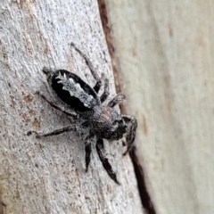 Sandalodes superbus (Ludicra Jumping Spider) at Block 402 - 15 Dec 2021 by trevorpreston