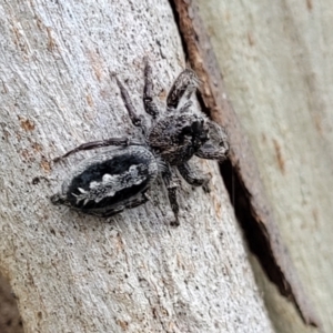 Sandalodes superbus at Stromlo, ACT - 15 Dec 2021 03:14 PM