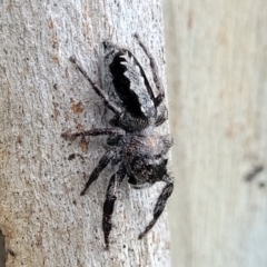 Sandalodes superbus at Stromlo, ACT - 15 Dec 2021 03:14 PM