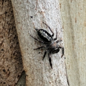 Sandalodes superbus at Stromlo, ACT - 15 Dec 2021 03:14 PM