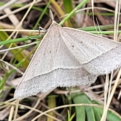 Epidesmia hypenaria (Long-nosed Epidesmia) at Stromlo, ACT - 15 Dec 2021 by trevorpreston