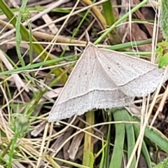 Epidesmia hypenaria at Stromlo, ACT - 15 Dec 2021 03:10 PM