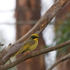 Lichenostomus melanops (Yellow-tufted Honeyeater) at QPRC LGA - 23 Nov 2021 by BenHarvey