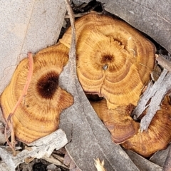 Coltricia sp. at Block 402 - 15 Dec 2021 by trevorpreston