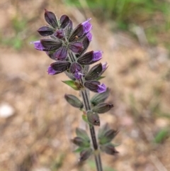 Salvia verbenaca var. verbenaca (Wild Sage) at Stromlo, ACT - 15 Dec 2021 by tpreston