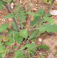Salvia verbenaca var. verbenaca at Stromlo, ACT - 15 Dec 2021
