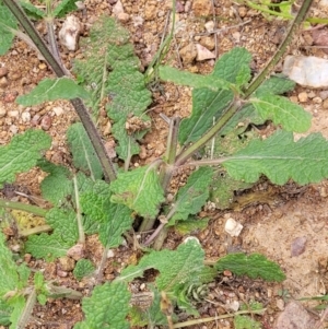 Salvia verbenaca var. verbenaca at Stromlo, ACT - 15 Dec 2021