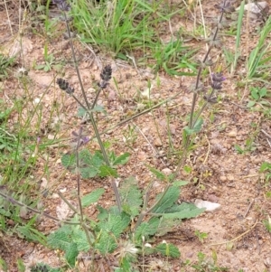 Salvia verbenaca var. verbenaca at Stromlo, ACT - 15 Dec 2021 03:01 PM