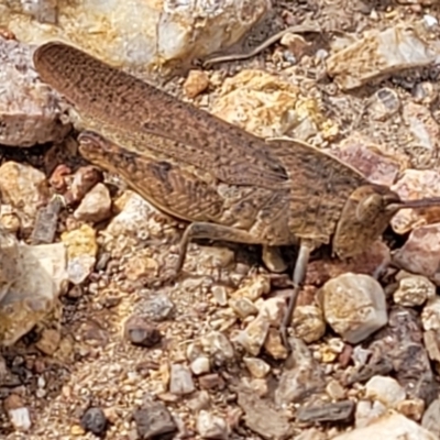 Goniaea opomaloides (Mimetic Gumleaf Grasshopper) at Block 402 - 15 Dec 2021 by trevorpreston