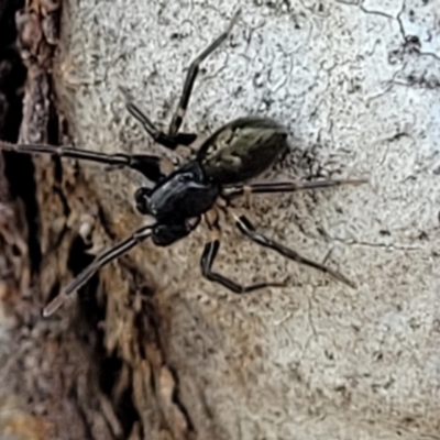 Zodariidae (family) (Unidentified Ant spider or Spotted ground spider) at Denman Prospect 2 Estate Deferred Area (Block 12) - 15 Dec 2021 by tpreston