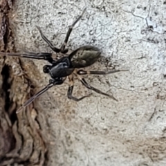 Zodariidae (family) at Stromlo, ACT - 15 Dec 2021