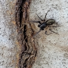 Zodariidae (family) at Stromlo, ACT - 15 Dec 2021 02:57 PM