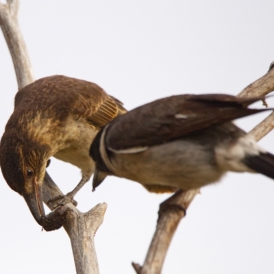 Cracticus torquatus (Grey Butcherbird) at Bullen Range - 22 Nov 2021 by BenHarvey