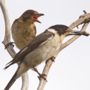 Cracticus torquatus at Paddys River, ACT - 22 Nov 2021