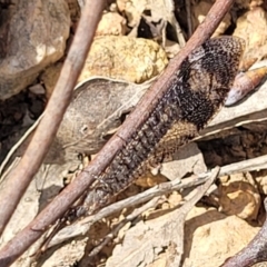 Glenoleon pulchellus (Antlion lacewing) at Molonglo Valley, ACT - 15 Dec 2021 by trevorpreston